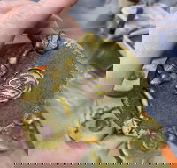 Contemporary Mooncake Masterclass - Tourism Gold Coast