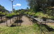 Conservation Volunteers Australia Townsville - Ocean View Nursery - thumb 0
