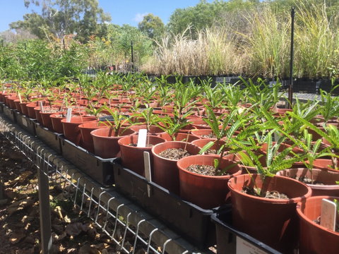Conservation Volunteers Australia Townsville - Ocean View Nursery - Tourism Gold Coast 2