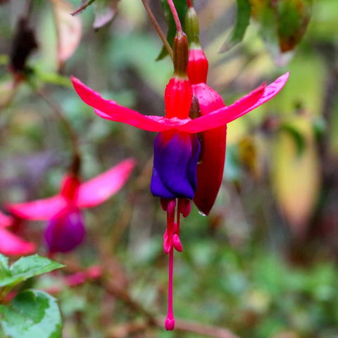 Friends Of Tindale Garden Monthly Plant Sales - Tourism Gold Coast 0