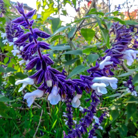 Friends Of Tindale Garden Monthly Plant Sales - Tourism Gold Coast 1