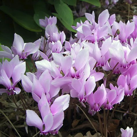 Friends Of Tindale Garden Monthly Plant Sales - Tourism Gold Coast 2