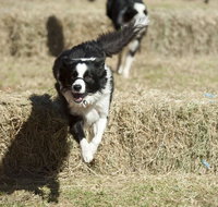 Great Nundle Dog Race - Tourism Gold Coast