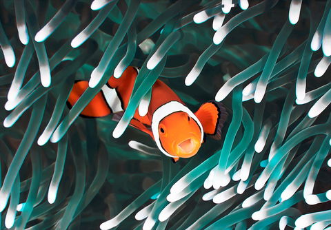 Great Barrier Reef Masters Games - Tourism Gold Coast 1