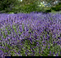 Lavender Herb and Chilli Festival - Tourism Gold Coast