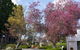 Leura Gardens Festival - Cancelled - thumb 0