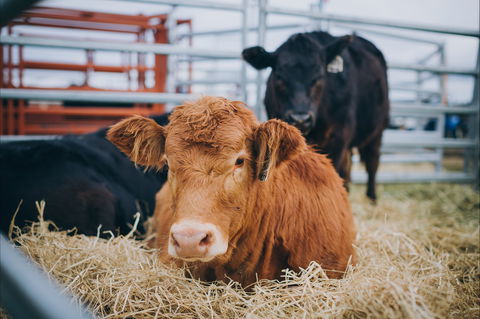 Mudgee Small Farm Field Days - Tourism Gold Coast 2