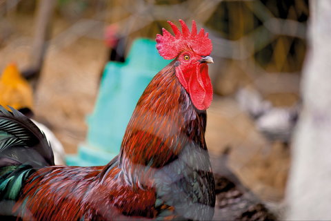 Nimbin Show - Tourism Gold Coast 0