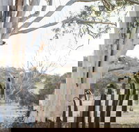 Sculptures in the Garden - Tourism Gold Coast