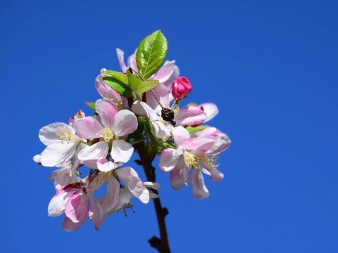 Spring Time At Hunter Valley Gardens - Tourism Gold Coast 0