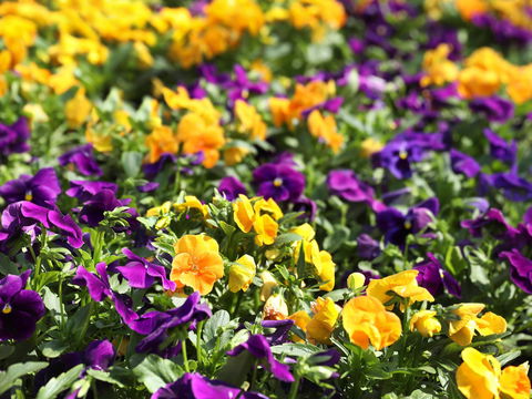 Spring Time At Hunter Valley Gardens - Tourism Gold Coast 2