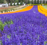 Tesselaar KaBloom Festival of Flowers - Tourism Gold Coast