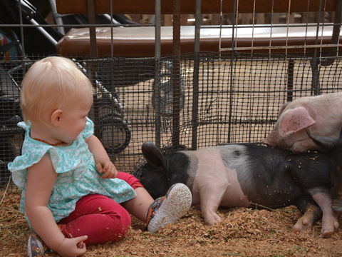 The Gunnedah Show - Tourism Gold Coast 1