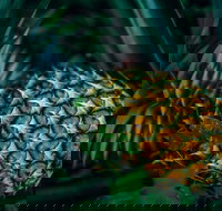 Yeppoon Community Market - Tourism Gold Coast