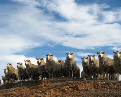 Annual Bredbo Sheep Dog Trials - Tourism Gold Coast 0