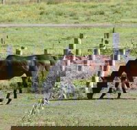 Airport Motel Sir Francis Drake - Tourism Gold Coast