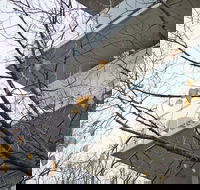 The Sebel Launceston - Gold Coast