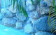 Coral Horizons - thumb 5