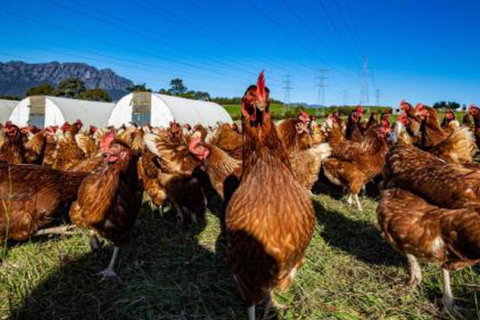 Carinya Farm Holiday Retreat - Tourism Gold Coast 7