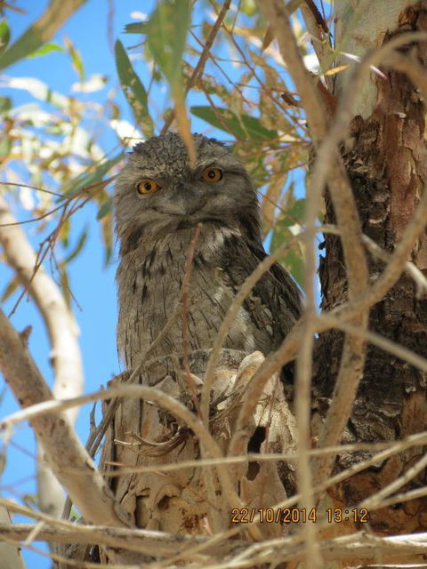 Kalbarri Tudor Holiday Park - Tourism Gold Coast 3