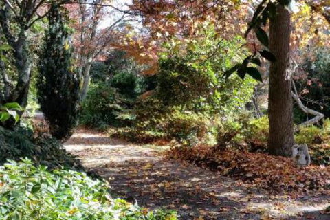 A Winter Rose - Tourism Gold Coast 1