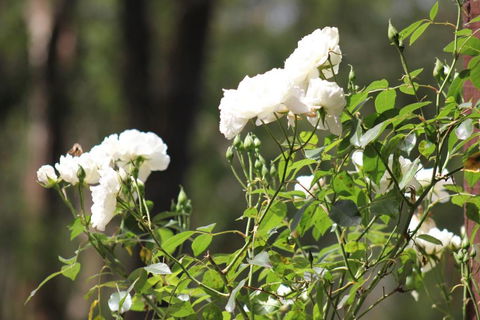 Avoca Park - Tourism Gold Coast 5