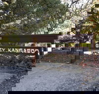 Grey Kangaroo- On Lake Jindabyne foreshore - Gold Coast