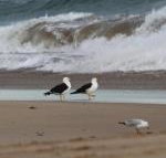 Baillieu Breeze - Gold Coast