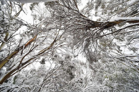 Powder 2a - Gold Coast 0