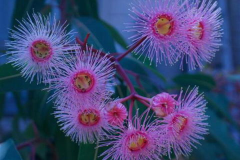 Brisbane Milton Bed & Breakfast - Tourism Gold Coast 4