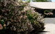 Wine Village Motor Inn - thumb 1