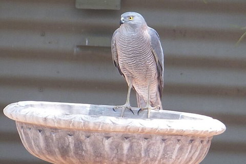 Kathys Place Bed And Breakfast - Gold Coast 3