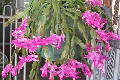 Kathys Place Bed And Breakfast - Gold Coast 1