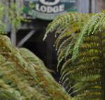 The Wombat Cottage - Tourism Gold Coast