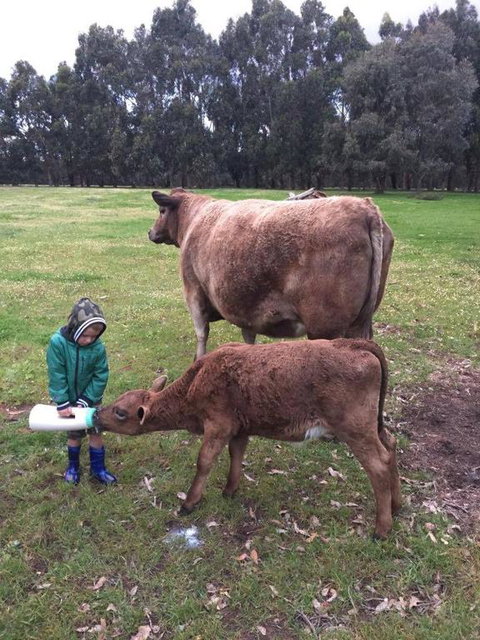 Turner Brook Chalet - Tourism Gold Coast 3