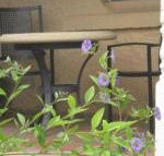 Amalie Cottage Waikerie Unit 1 - Tourism Gold Coast