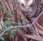 Stringybark Hills Retreat - Tourism Gold Coast