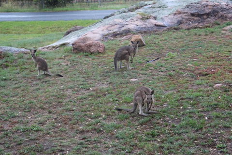 Zuny Yurt - Tourism Gold Coast 3
