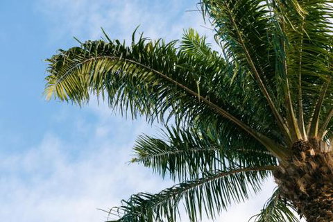 Esprit Luxury Retreat Palm Cove - Tourism Gold Coast 1