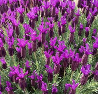 The Green Welly Stop - Tourism Gold Coast