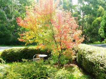 Acacia House Retreat Daylesford - Tourism Gold Coast 0