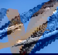 Bussells Bushland Cottages - Tourism Gold Coast