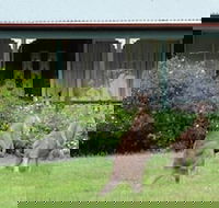 Cedar Lodge Cabins - Tourism Gold Coast