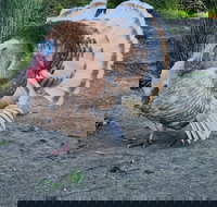 Halls Haven Holiday Units - Tourism Gold Coast