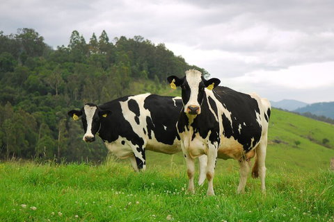 The Ridge - Gloucester - Gold Coast 3