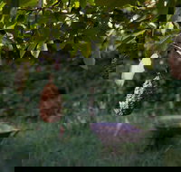 Little Wombat - Tourism Gold Coast