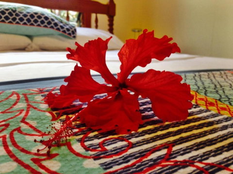 Cow Bay Homestay B & B - Tourism Gold Coast 5