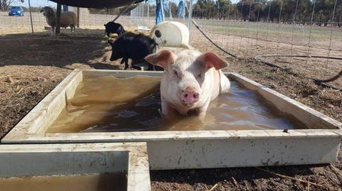 A Better Life Animal Sanctuary FarmStay Private Two Bedrooms Lounge Room & Bathroom & Toilet Shared Kitchen - Tourism Gold Coast 2