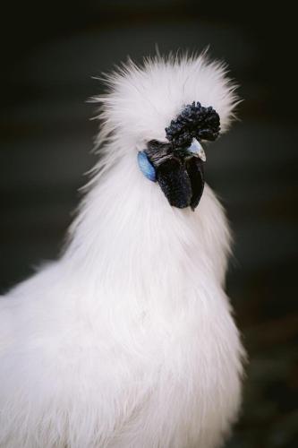 A Better Life Animal Sanctuary FarmStay Private Two Bedrooms Lounge Room & Bathroom & Toilet Shared Kitchen - Tourism Gold Coast 6