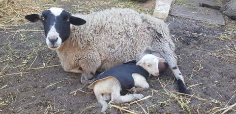 A Better Life Animal Sanctuary FarmStay Private Two Bedrooms Lounge Room & Bathroom & Toilet Shared Kitchen - Tourism Gold Coast 1